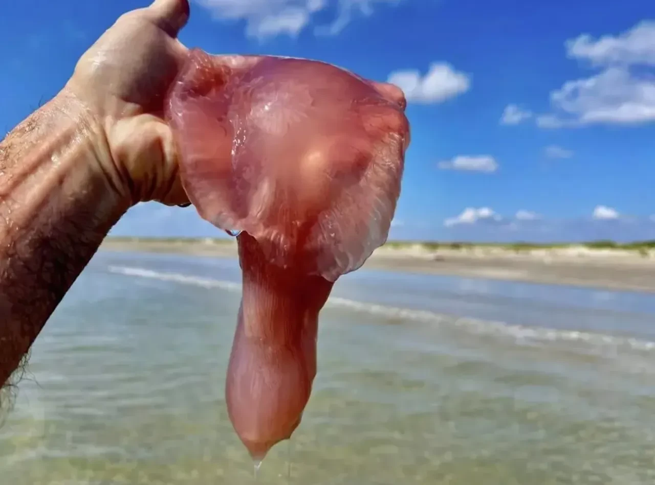 Deniz canavarı 'pembe hain' korkunç bir şekilde öldürüyor! İstila başladı