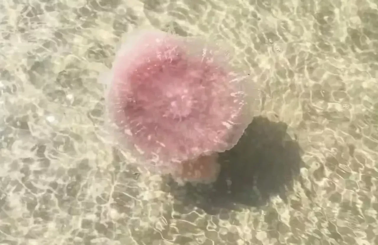 Deniz canavarı 'pembe hain' korkunç bir şekilde öldürüyor! İstila başladı