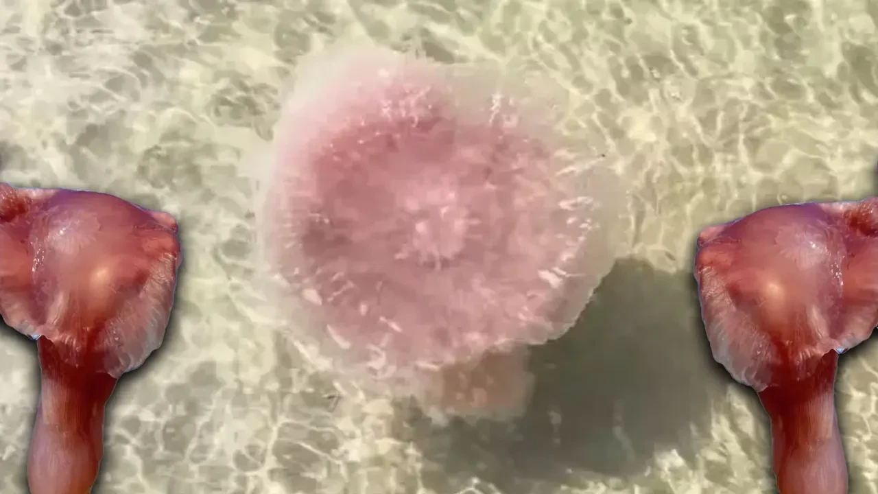 Deniz canavarı 'pembe hain' korkunç bir şekilde öldürüyor! İstila başladı