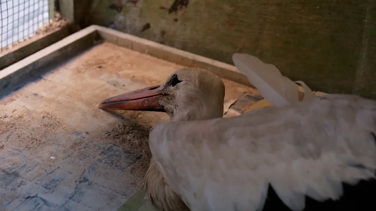 Duyarlı vatandaşın ihbarı leyleğin hayatını kurtardı