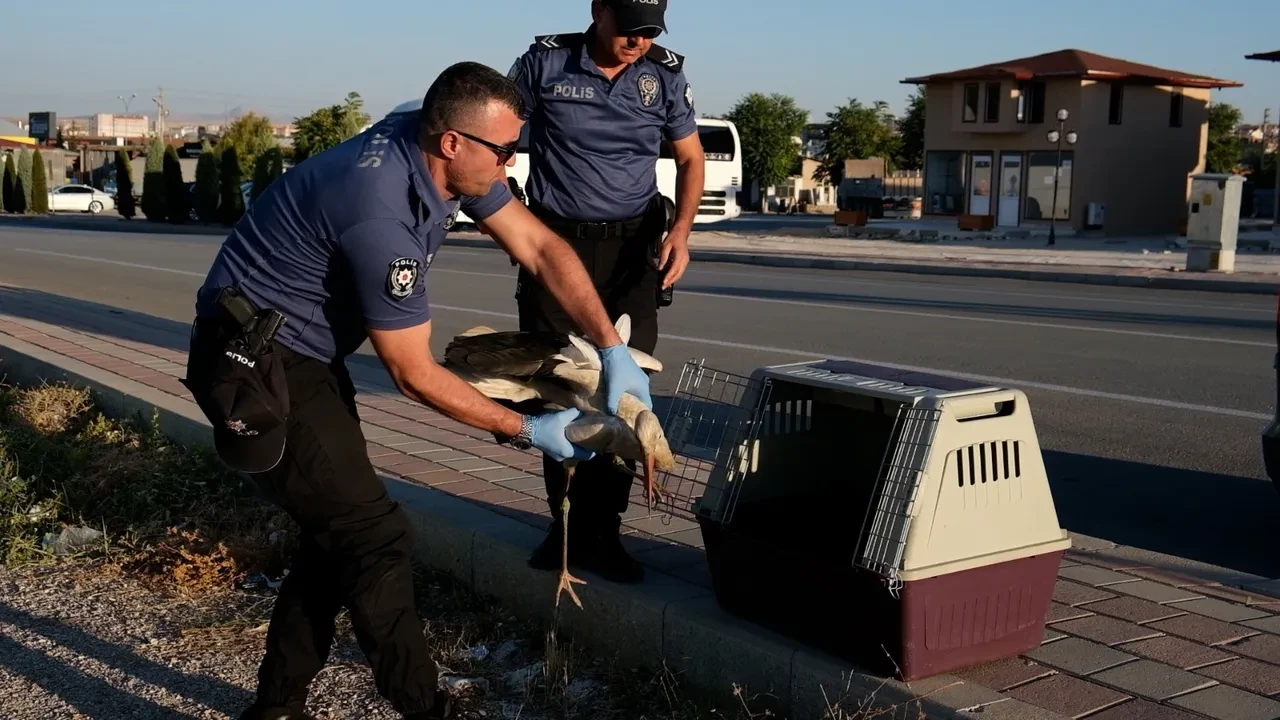 Duyarlı vatandaşın ihbarı leyleğin hayatını kurtardı