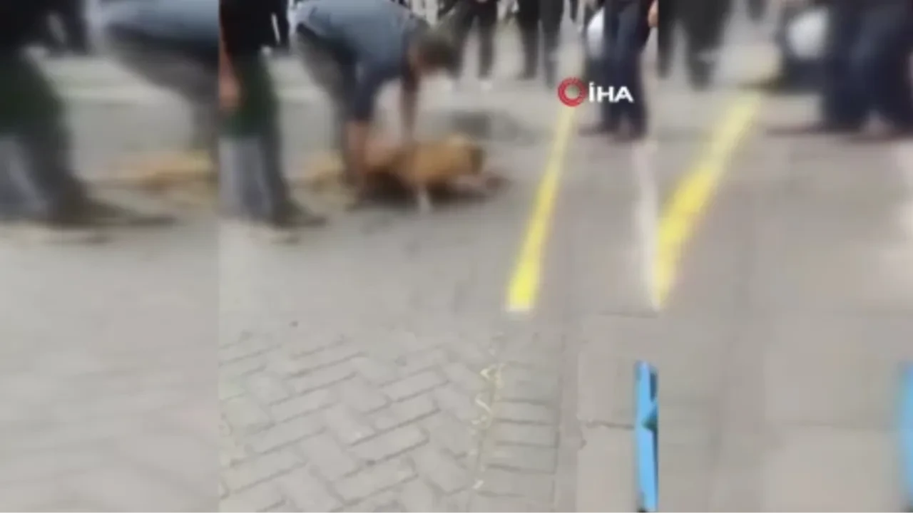 Korkunç görüntüler! Yasaklı ve ağızlıksız pitbull dehşet saçtı 