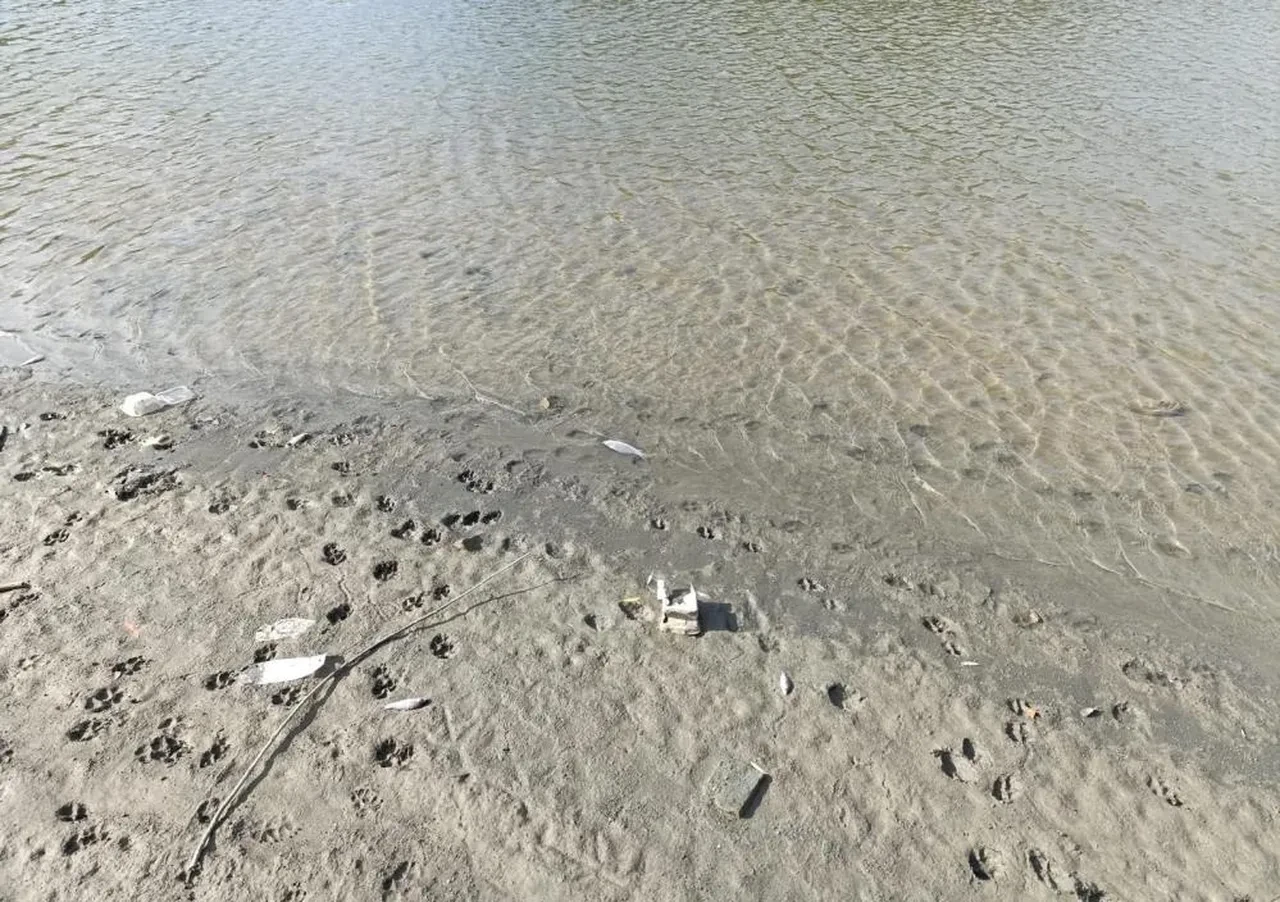 Kuraklığın vurduğu Burcun Göleti'nde korkutan tablo: Toplu balık ölümleri tedirgin etti!