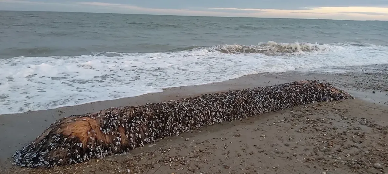 Sahile servet vurdu! Tuhaf görünümlü deniz canlısı dudak uçuklatan fiyata satılıyor