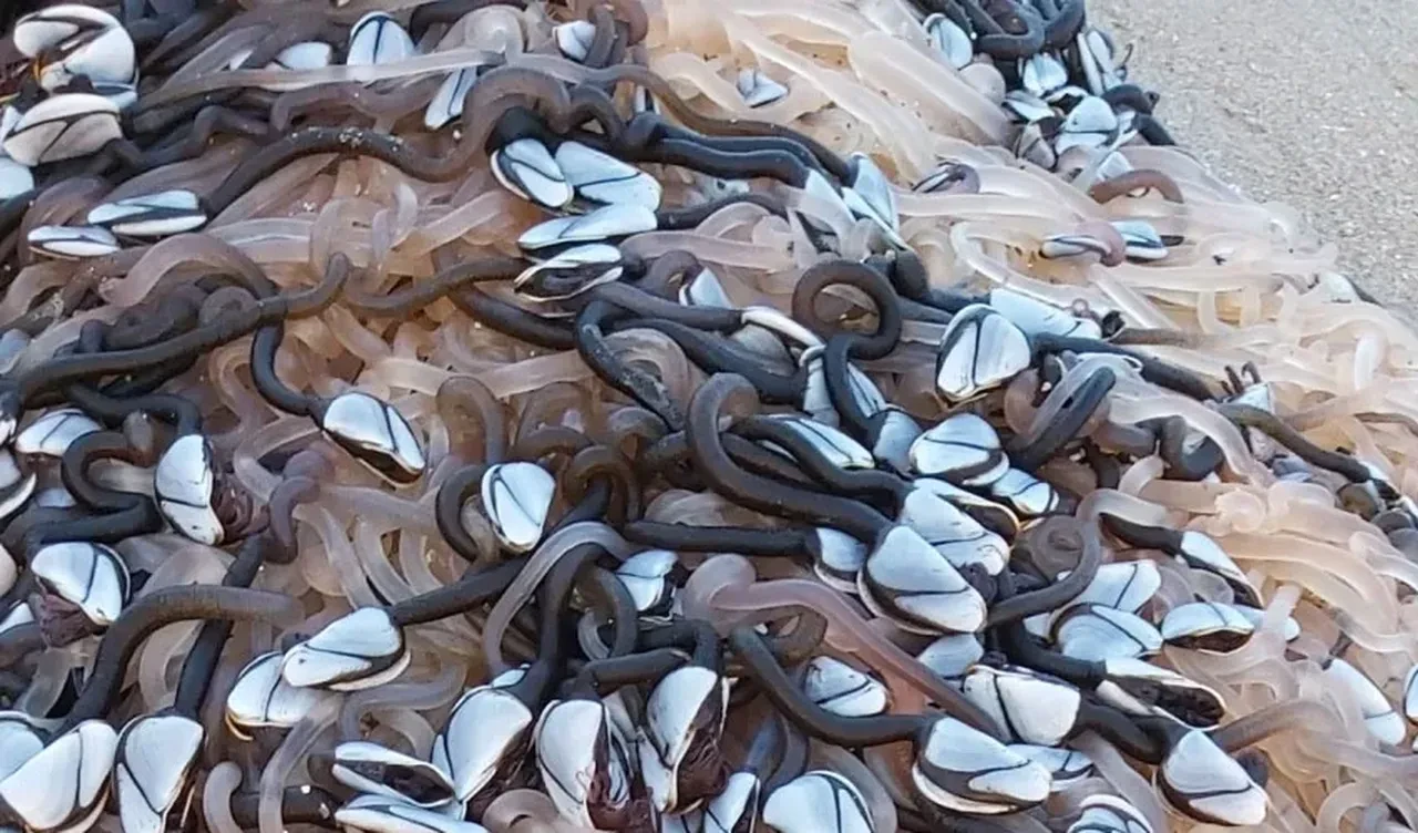 Sahile servet vurdu! Tuhaf görünümlü deniz canlısı dudak uçuklatan fiyata satılıyor