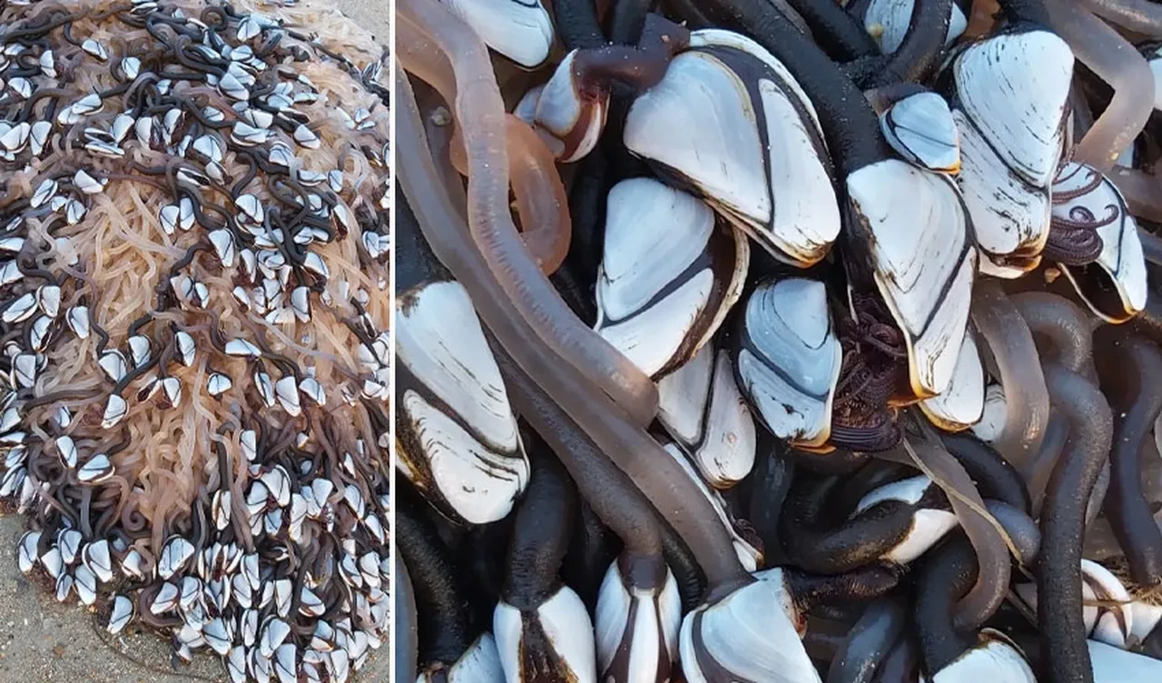 Sahile servet vurdu! Tuhaf görünümlü deniz canlısı dudak uçuklatan fiyata satılıyor