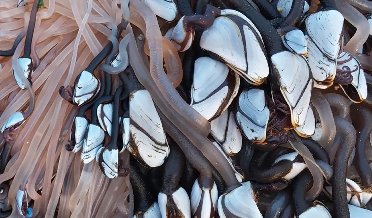 Sahile servet vurdu! Tuhaf görünümlü deniz canlısı dudak uçuklatan fiyata satılıyor