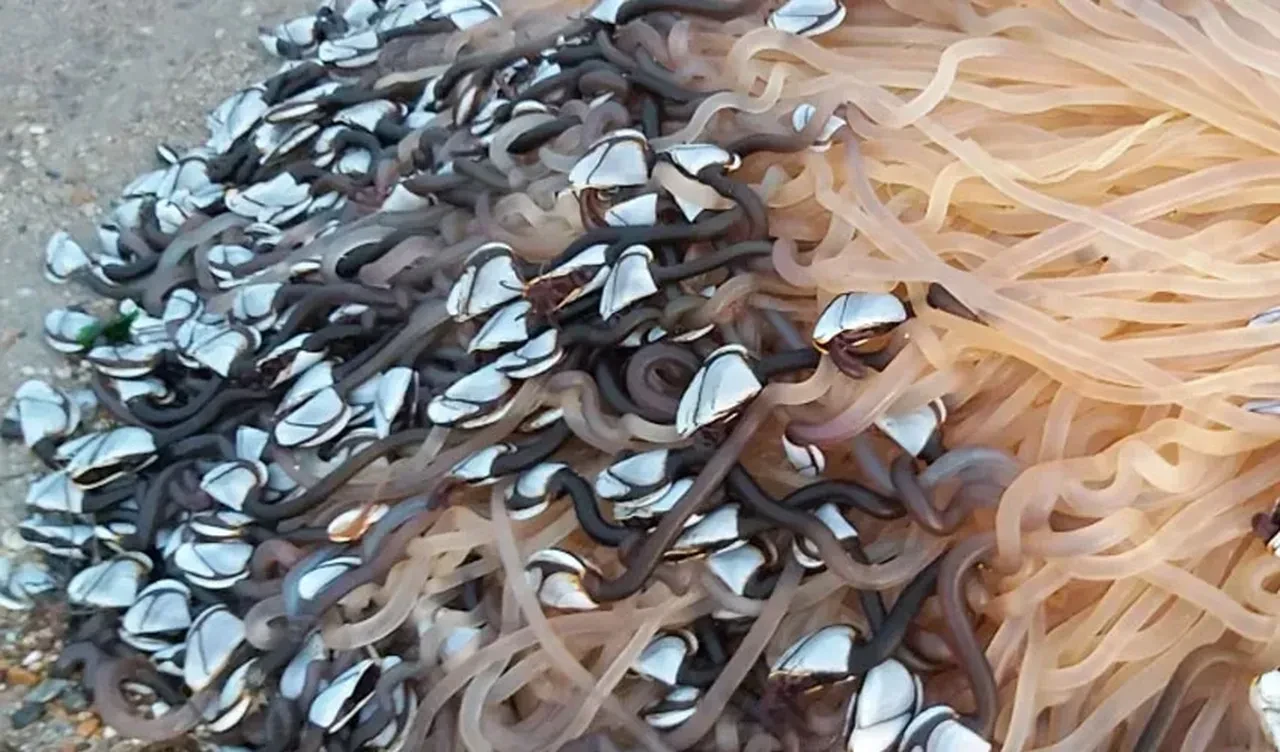 Sahile servet vurdu! Tuhaf görünümlü deniz canlısı dudak uçuklatan fiyata satılıyor