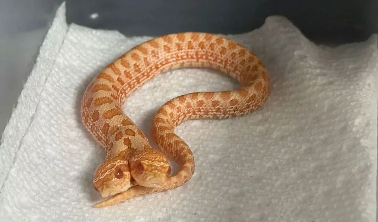 İkiz beklerken iki başlı yılan doğdu! 100 binde bir gerçekleşen olay