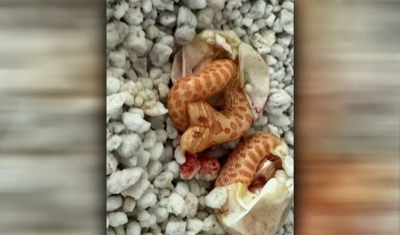 İkiz beklerken iki başlı yılan doğdu! 100 binde bir gerçekleşen olay