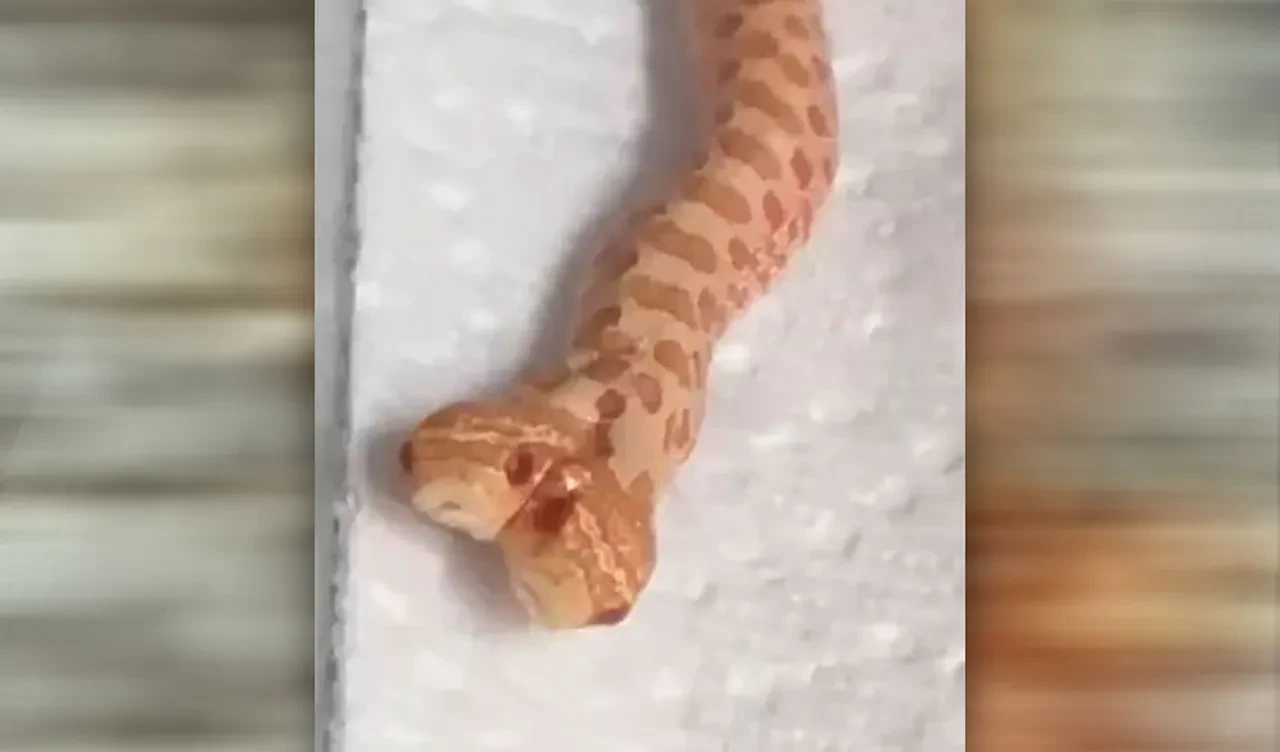 İkiz beklerken iki başlı yılan doğdu! 100 binde bir gerçekleşen olay