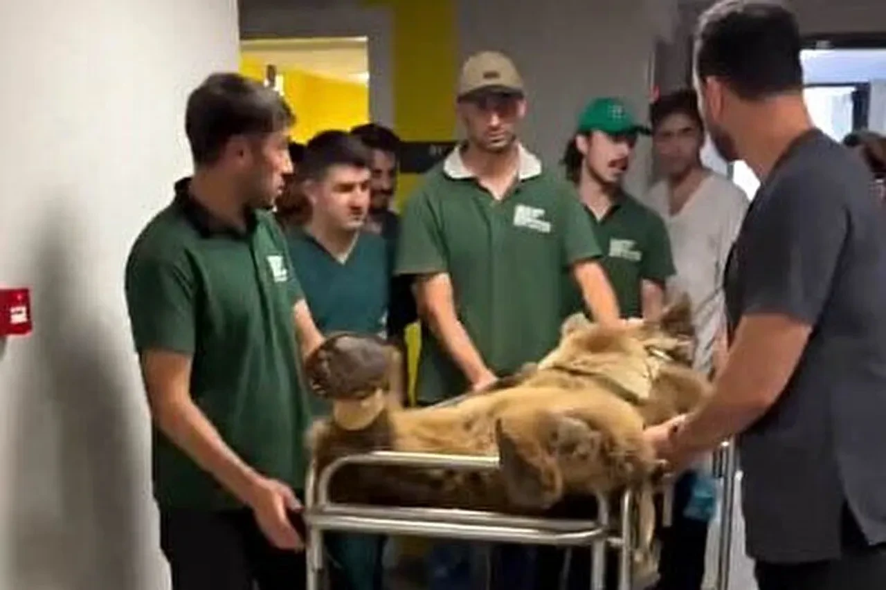 Ayı Okan isminin nerden geldiği ortaya çıktı! MR görüntüleri gündem olmuştu