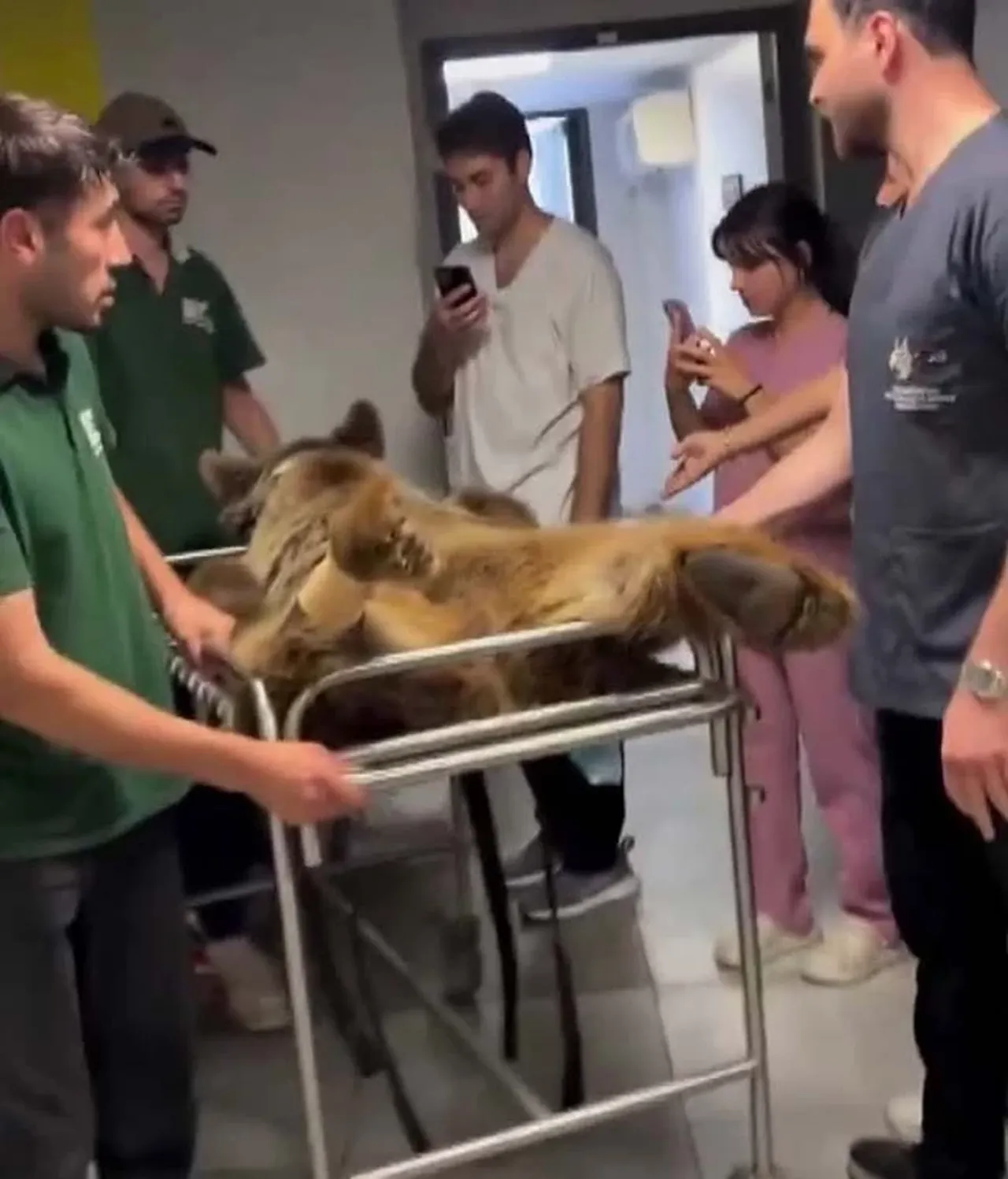 Ayı Okan isminin nerden geldiği ortaya çıktı! MR görüntüleri gündem olmuştu