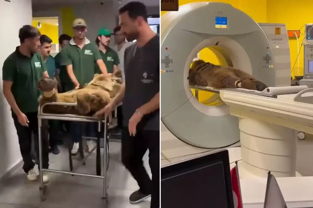 Ayı Okan isminin nerden geldiği ortaya çıktı! MR görüntüleri gündem olmuştu