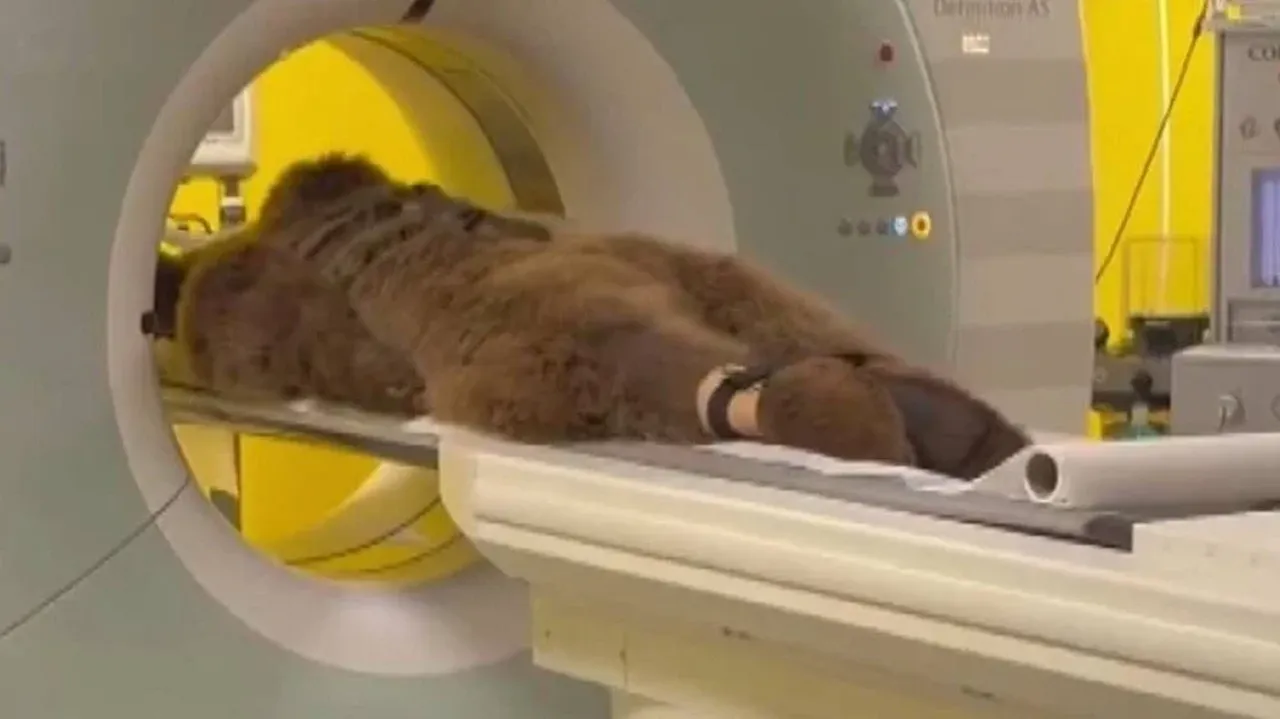 Ayı Okan isminin nerden geldiği ortaya çıktı! MR görüntüleri gündem olmuştu