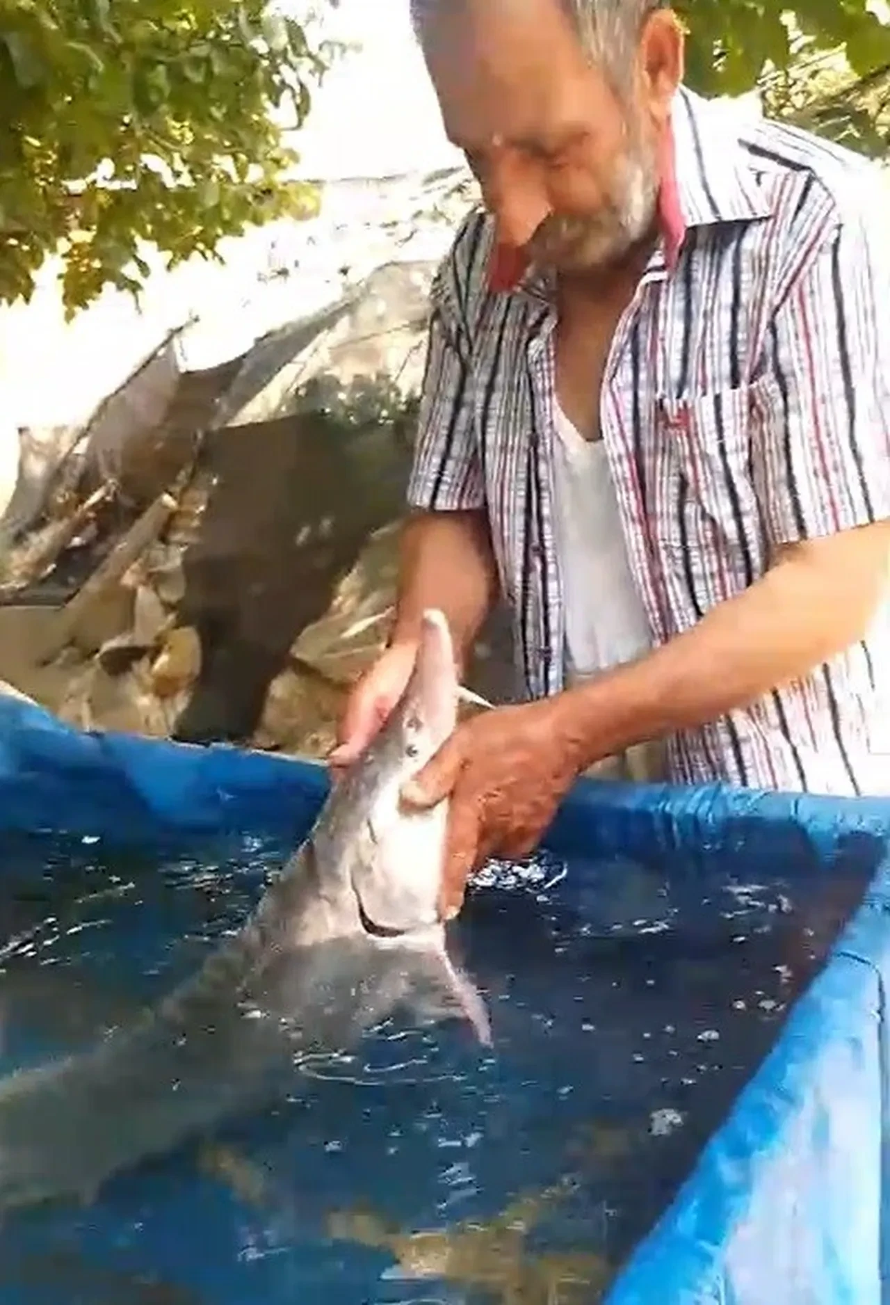 Elazığ’da oltaya 15 kiloluk balık takıldı! Havyarının değeri ise tam 2 milyon TL