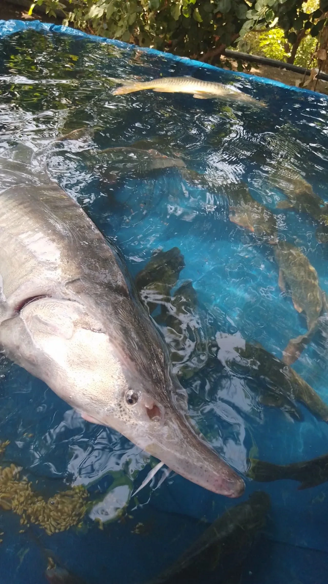 Elazığ’da oltaya 15 kiloluk balık takıldı! Havyarının değeri ise tam 2 milyon TL