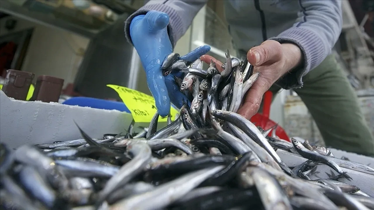 Hamsiye kota geldi: Yeni av sezonunda sınırlar belirlendi