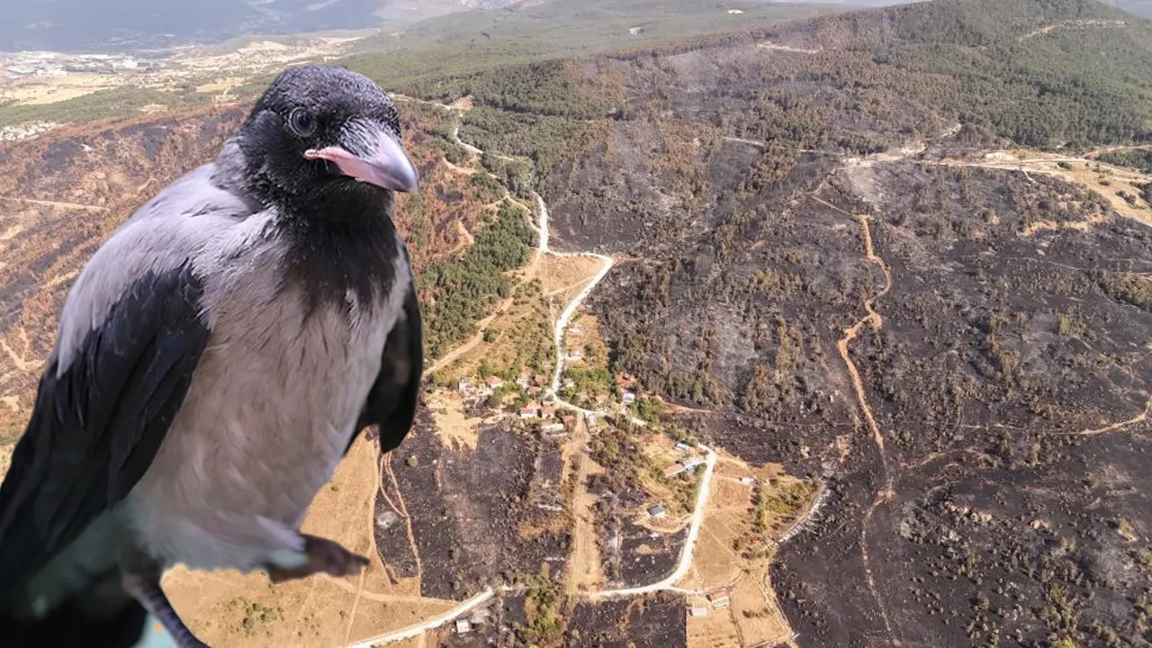 Karabük'te 20 saatte kontrol altına alınan yangının çıkışıyla ilgili çarpıcı iddia: Her şeyi bir karga başlattı