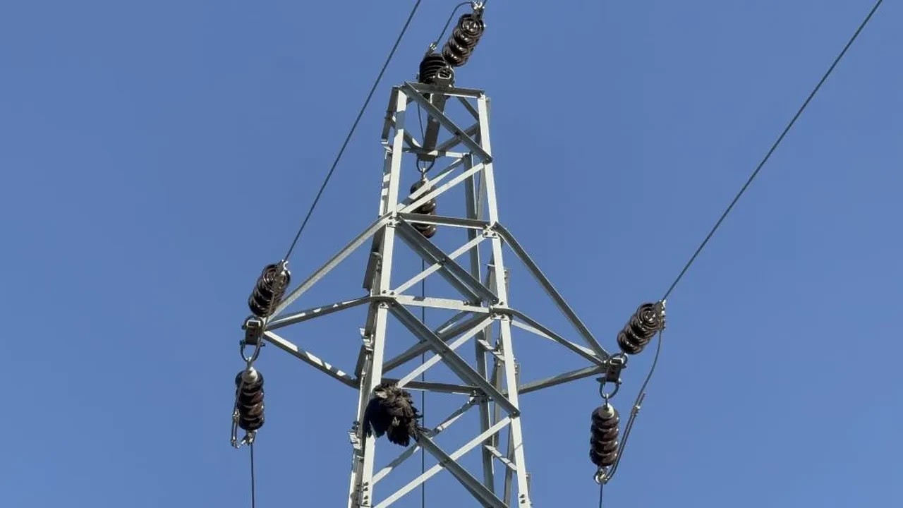 Karabük'te 20 saatte kontrol altına alınan yangının çıkışıyla ilgili çarpıcı iddia: Her şeyi bir karga başlattı