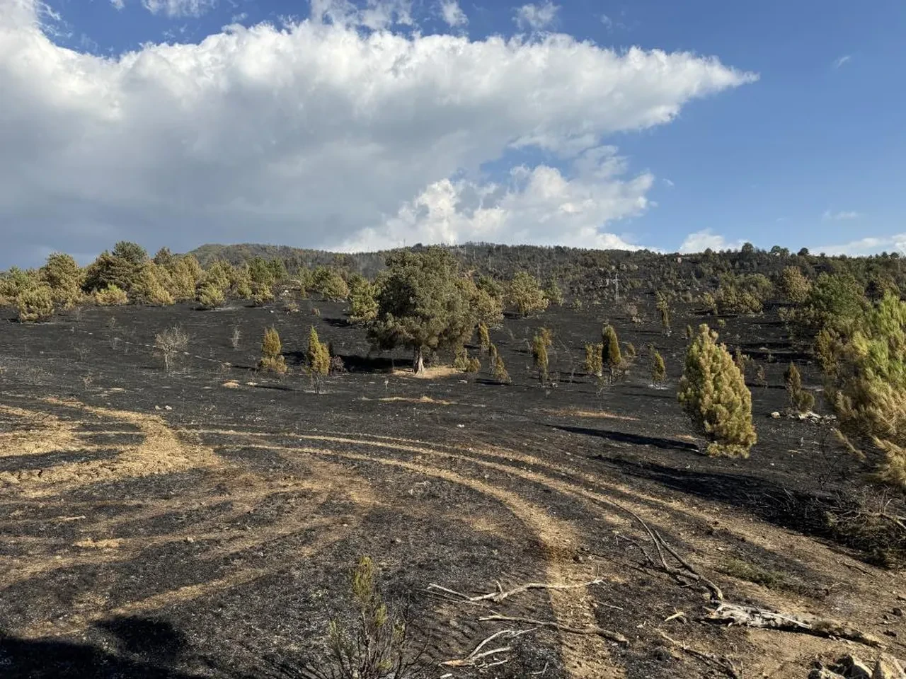 Karabük'te 20 saatte kontrol altına alınan yangının çıkışıyla ilgili çarpıcı iddia: Her şeyi bir karga başlattı