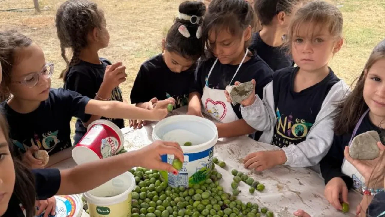  İlkokul öğrencileri okul bahçesindeki zeytin ağaçlarında hasat yaptı