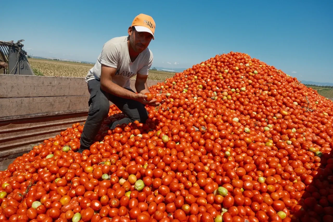 Iphone 17 almak için bu kadar domates satmanız gerekiyor!
