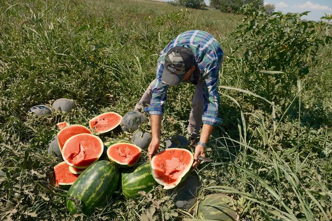 Iphone 17 almak için bu kadar domates satmanız gerekiyor!
