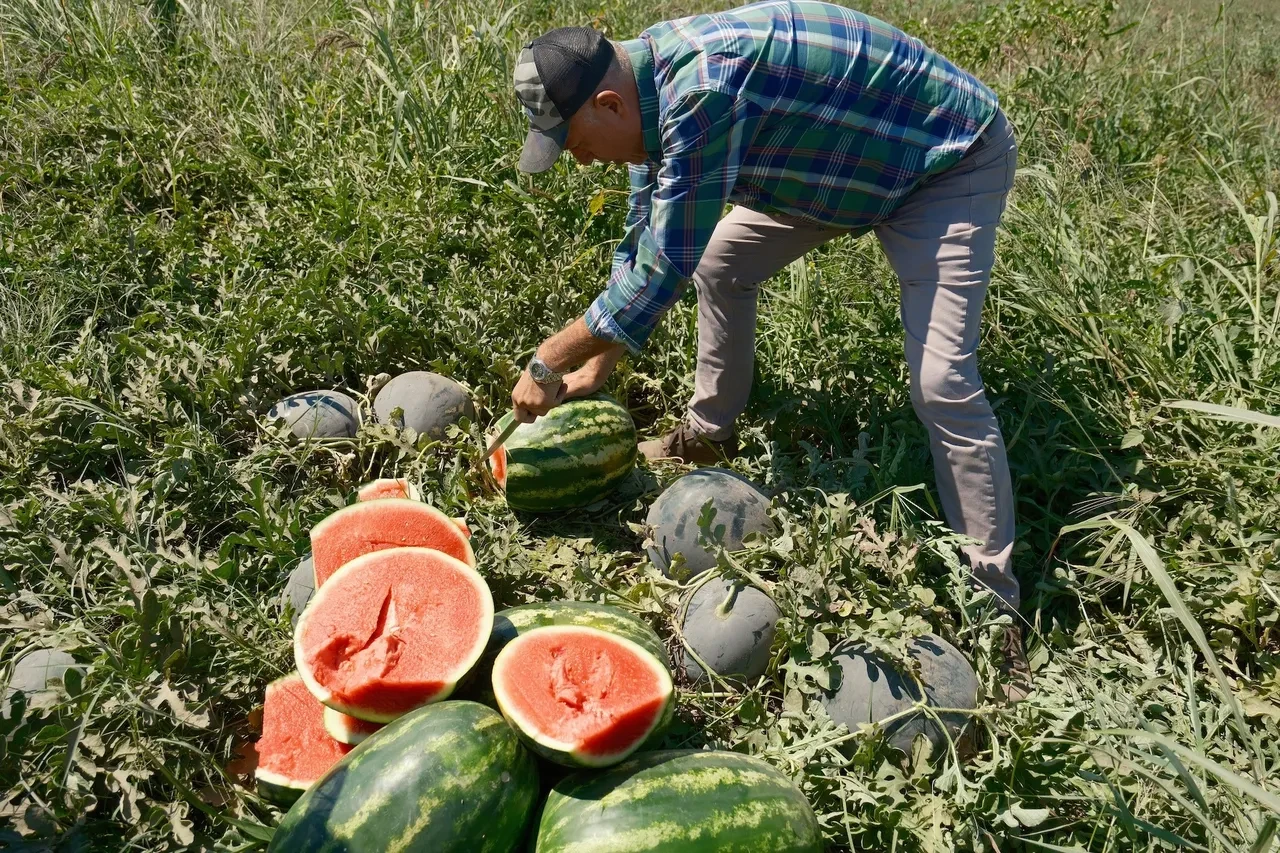 Iphone 17 almak için bu kadar domates satmanız gerekiyor!