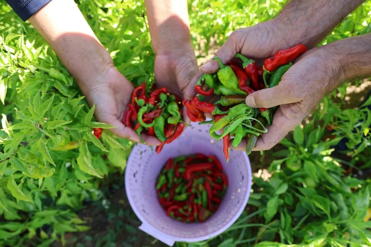 Kocasının emekliliği sonrası hayatını değiştirdi! Başlattığı girişimle taleplere zor yetişiyor