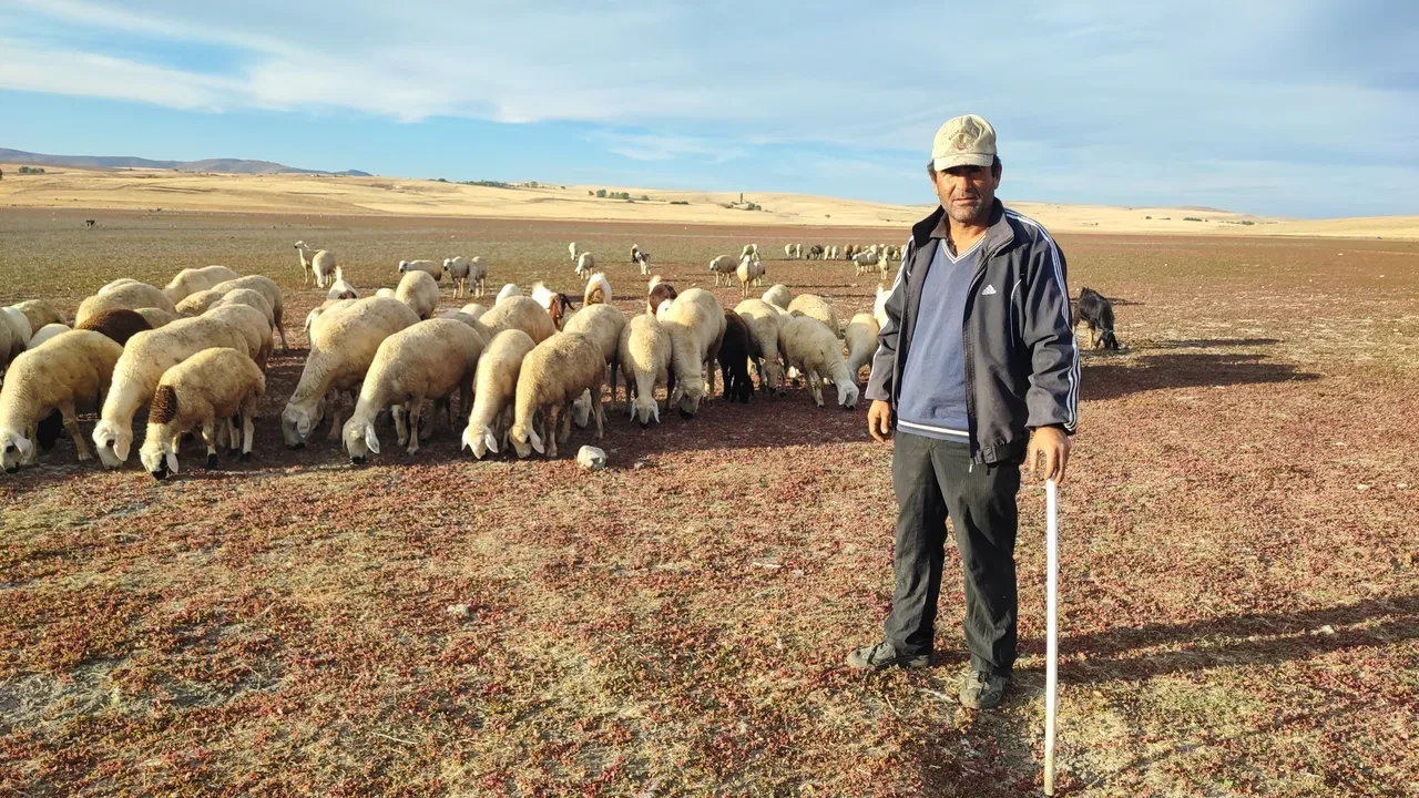 Kuruyan baraj havzasında acı görüntü! Artık davarlar otluyor