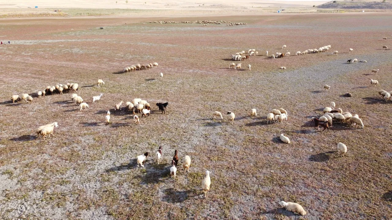Kuruyan baraj havzasında acı görüntü! Artık davarlar otluyor