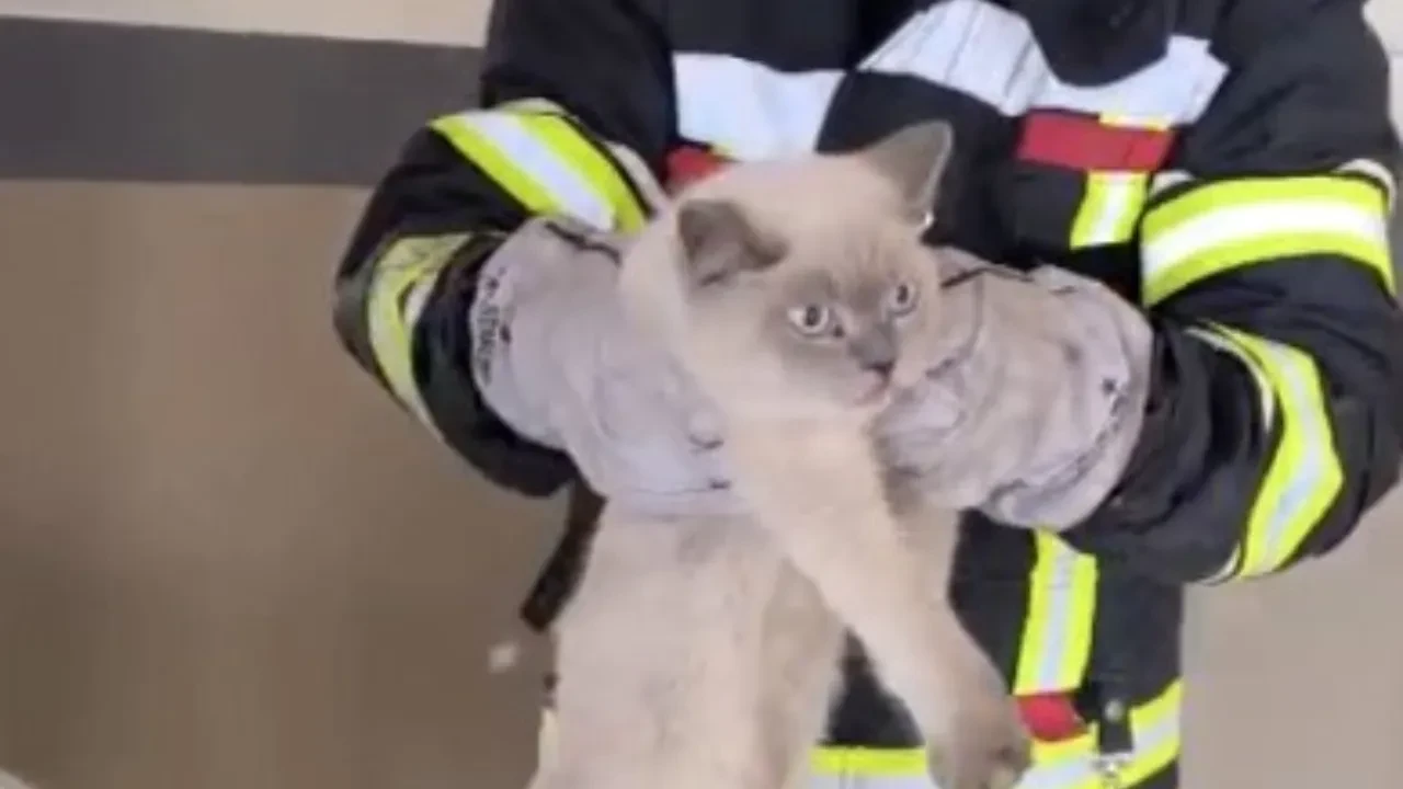 Osmaniye’de araç motoruna sıkışan kedi kurtarıldı