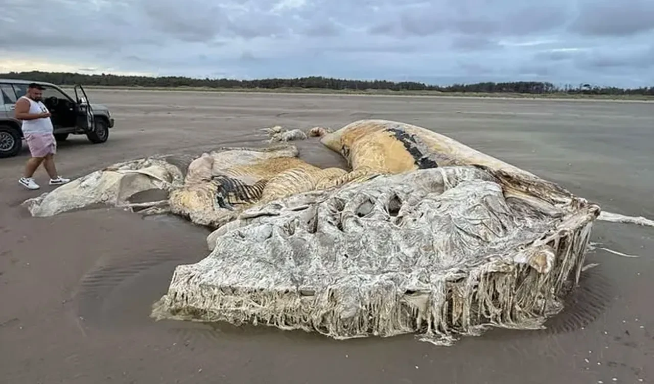 Devasa deniz canlısı kıyıdakileri şaşkına çevirdi: 4 araba büyüklüğünde