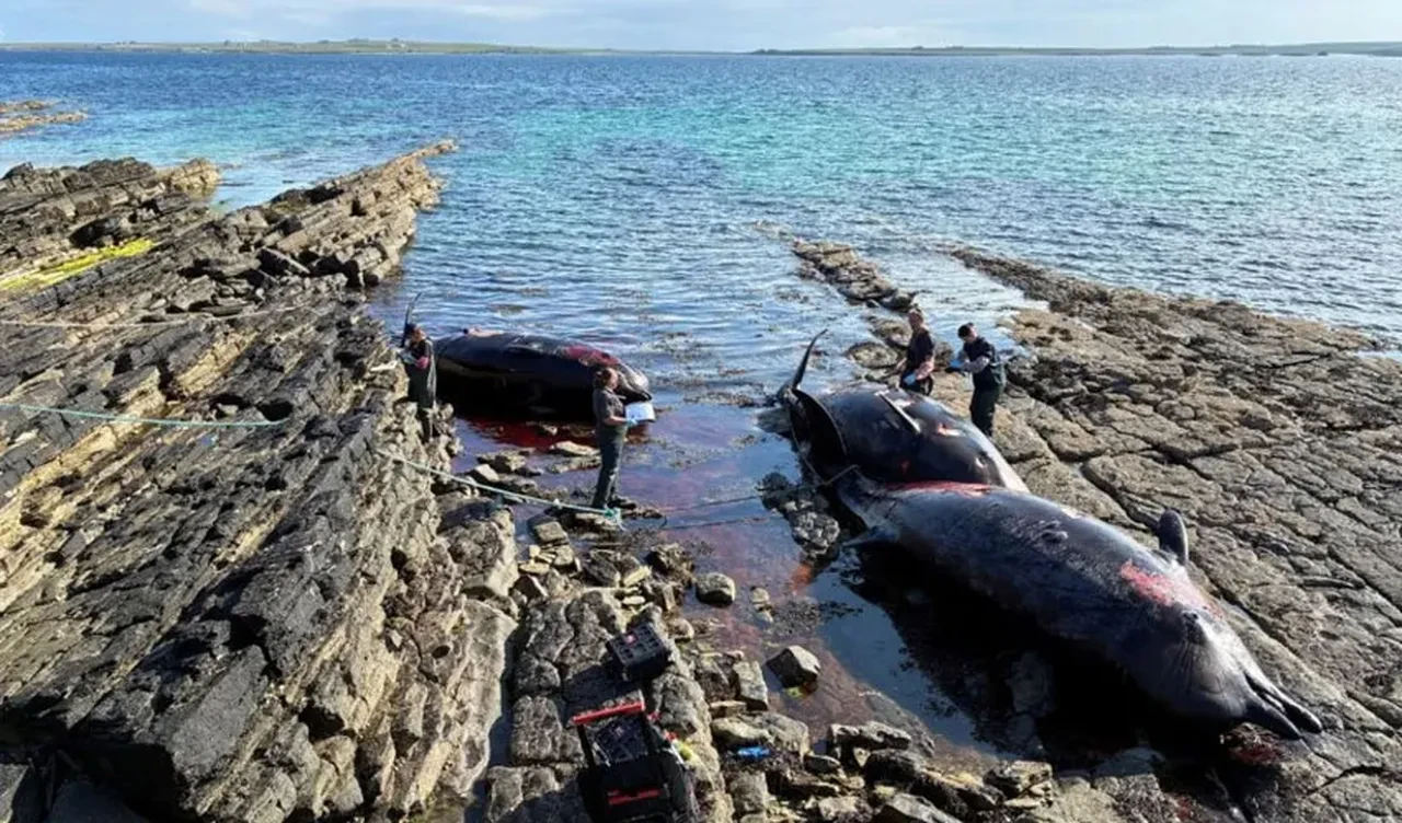 Devasa deniz canlısı kıyıdakileri şaşkına çevirdi: 4 araba büyüklüğünde