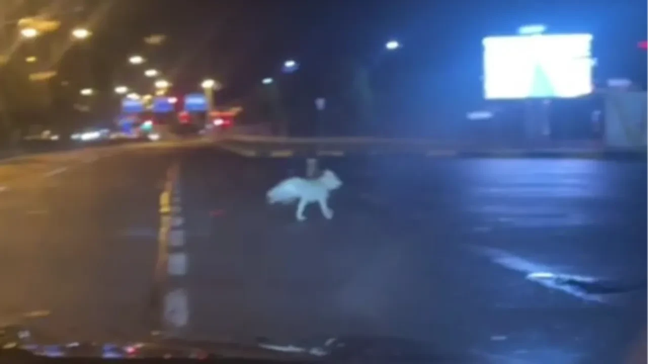 Kars'ta görenleri hayrete düşüren görüntü!