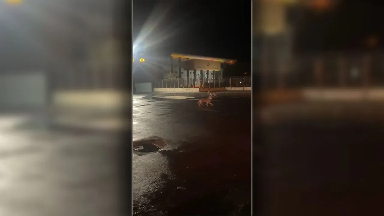  Kars'ta kurtlar şehir merkezine indi! Görenleri hayrete düşüren anlar kamerada