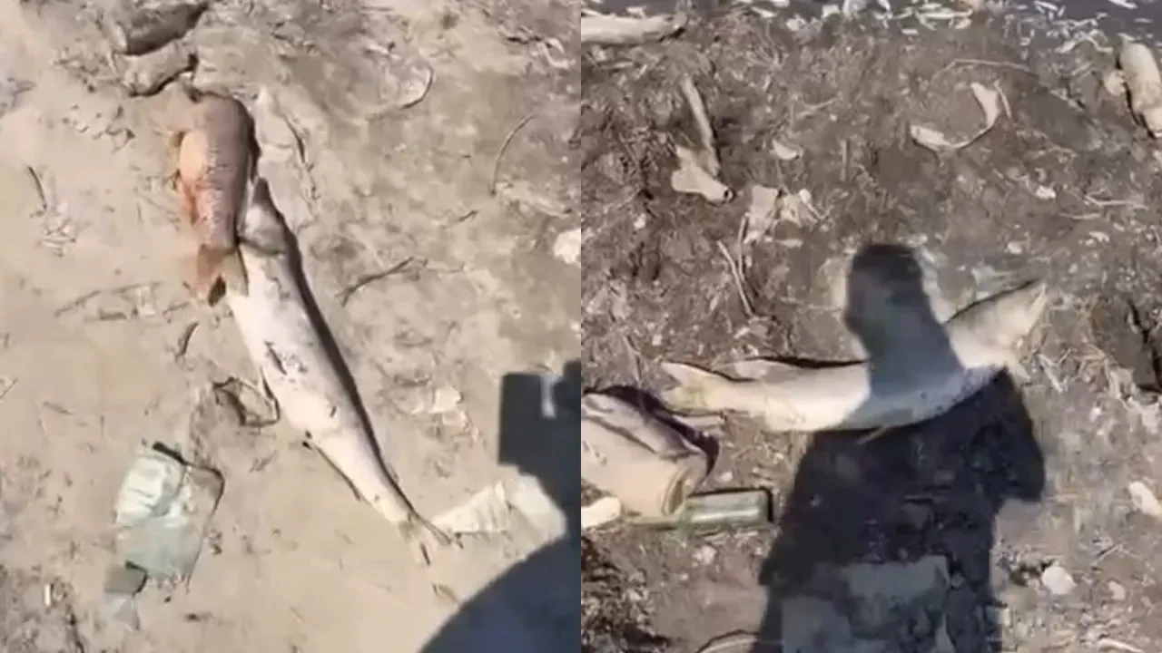 Kuraklığın acı tablosu! Vatandaşlar kaydetti 