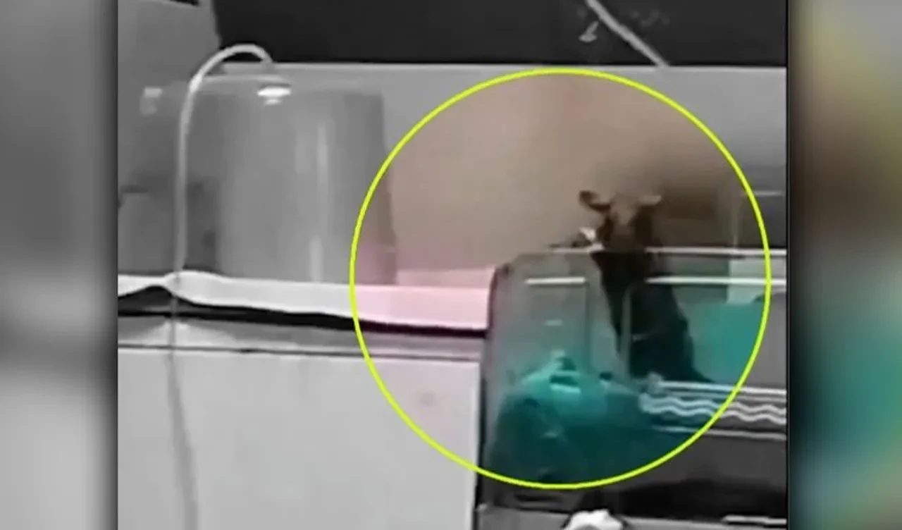 Ülkenin en temiz şehri deniyordu! Yenidoğan bebek ünitesinde fare skandalı