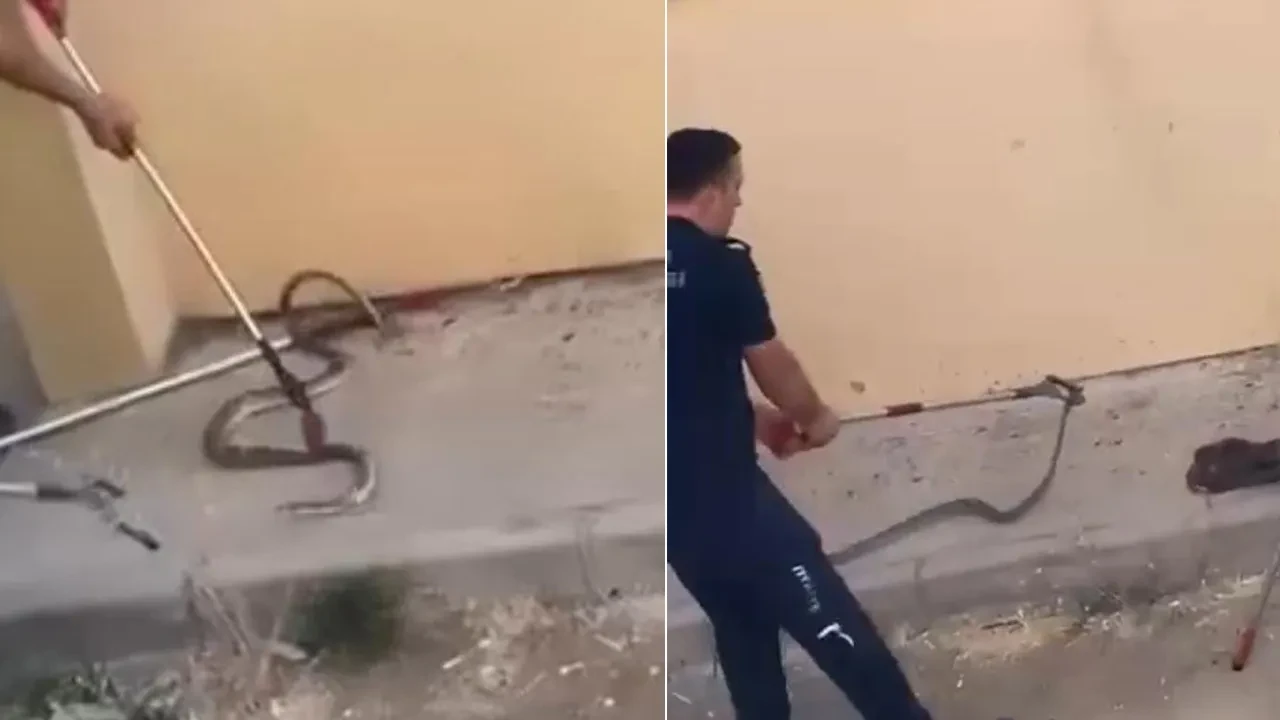 Bahçede panik anları! Tam 1,5 metrelik yılan görüldü