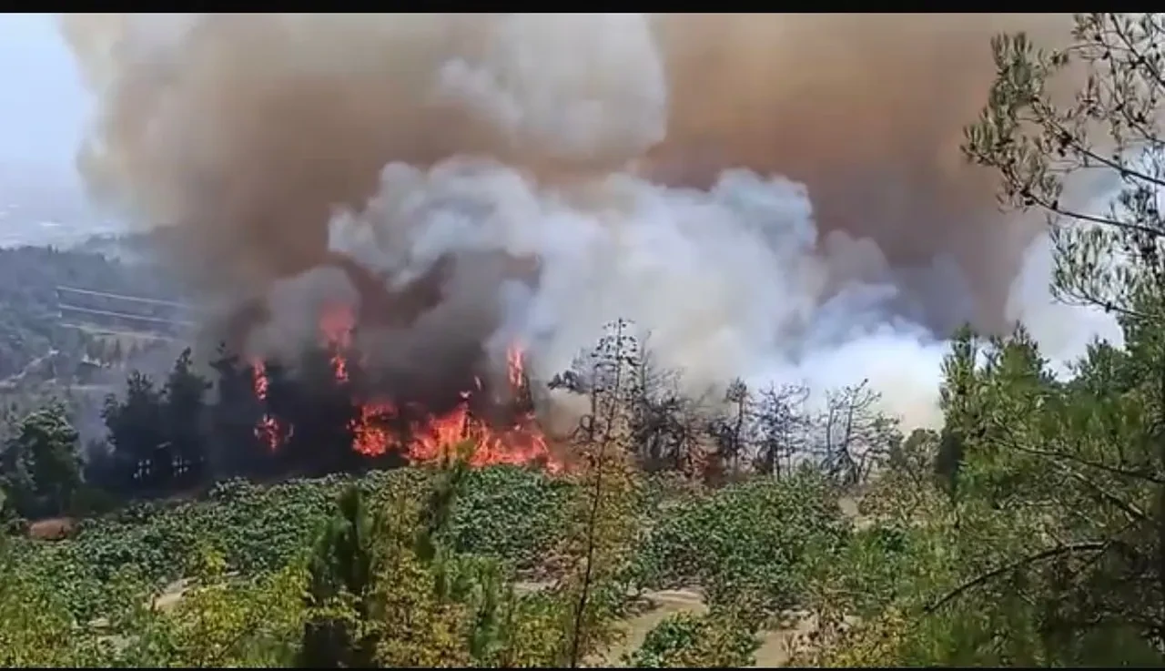 Bursa'daki orman yangını kontrol altına alındı