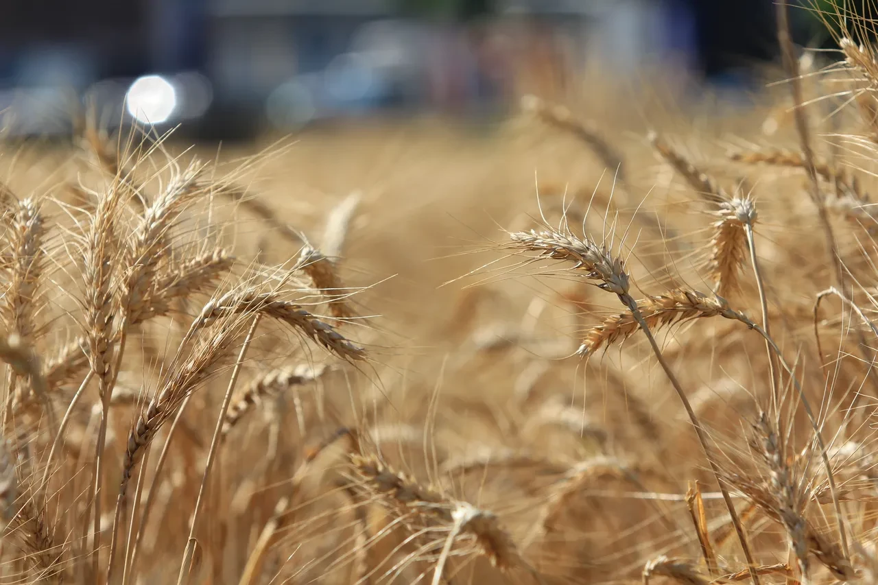FAO raporu açıklandı: Küresel gıda fiyatları artıyor