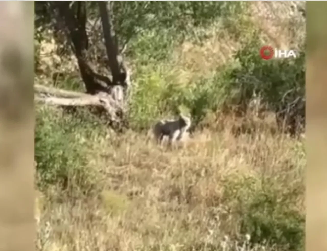 Film gibi olay! Ayıdan ağaca tırmanarak kurtuldu