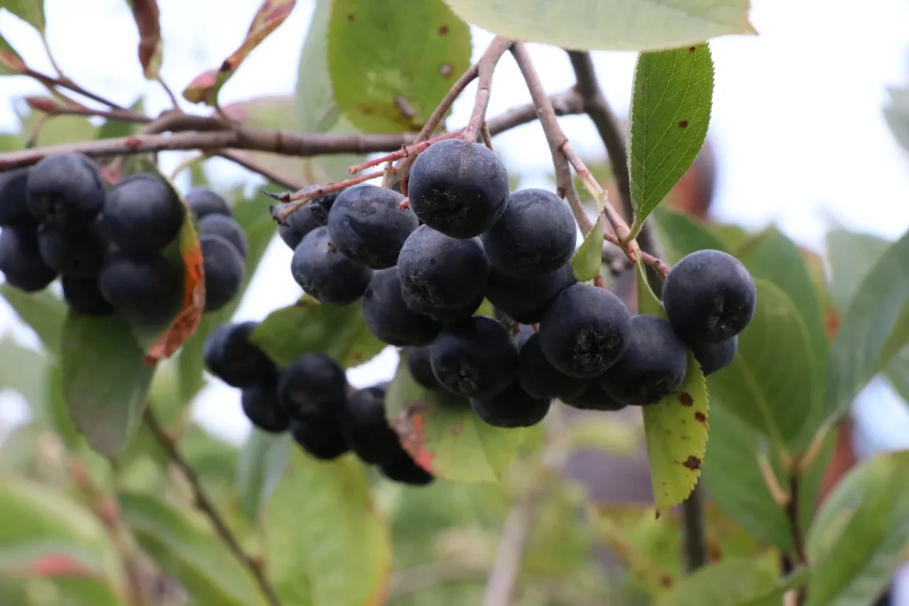 Yalova aronyasında hasat başladı: coğrafi işaretli ürünün taliplisi çok!