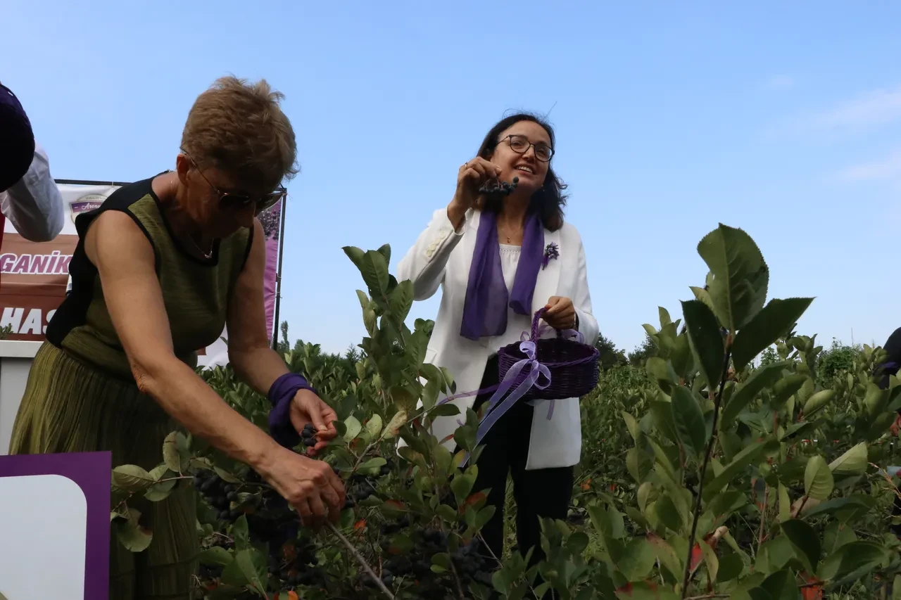Yalova aronyasında hasat başladı: coğrafi işaretli ürünün taliplisi çok!