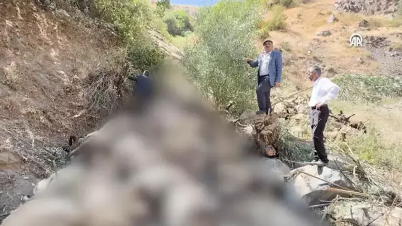 Çobanlar da durduramadı! Sürü psikolojisinin acı sonu: 334 hayvan telef oldu 