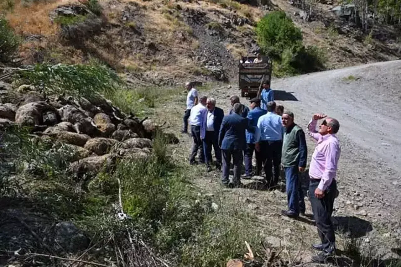 Çobanlar da durduramadı! Sürü psikolojisinin acı sonu: 334 hayvan telef oldu