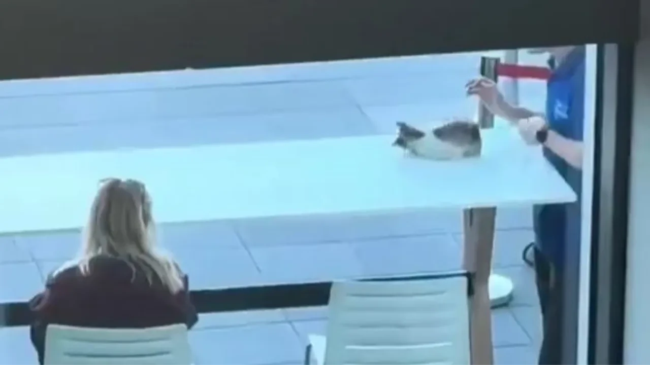Haliç Üniversitesi'nde iki gencin kediyle oynadığı oyun sosyal medyada viral oldu