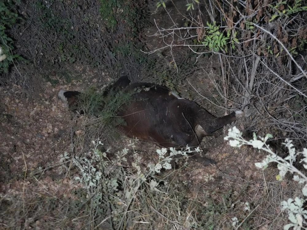 Kastamonu'da yolcu otobüsü ve cip hayvanlara çarptı