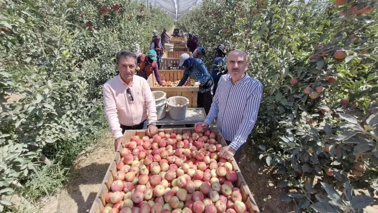 Zirai don Türkiye'nin elma deposunu vurdu! Yüzde 90 hasar